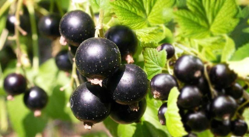 Продам саженцы чёрной смородины. Урожайность до 5 кг с одного растения