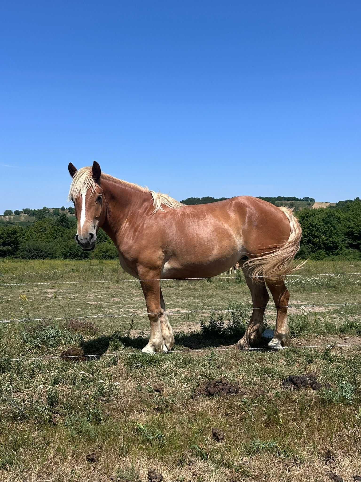 Mânză de 3 ani (montate) de vânzare
