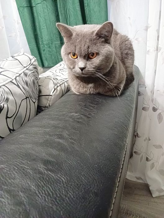 Късокосместа британка