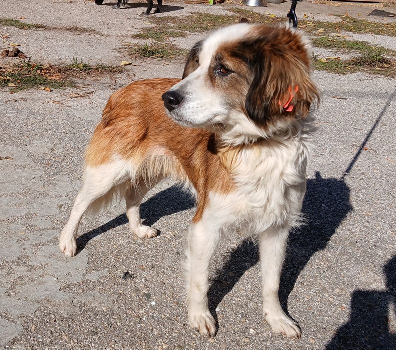 подаряват се кученца