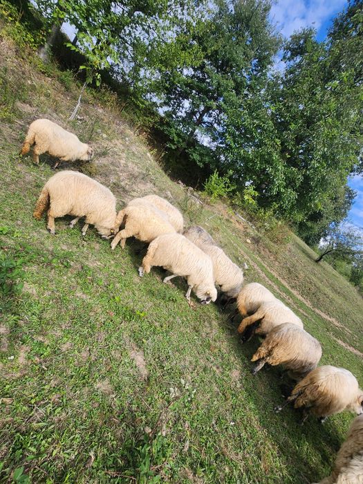 Oi și iede de prasila