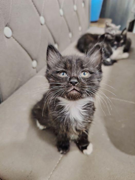 Котята в хорошие руки