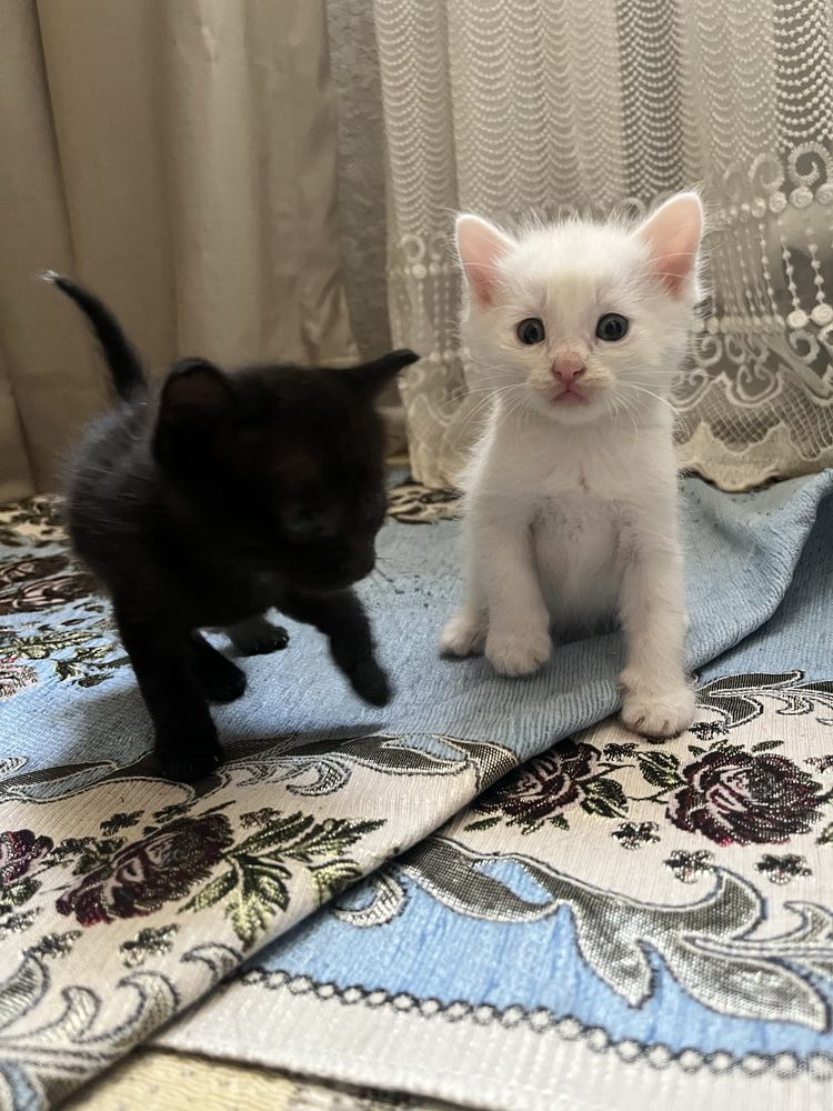 Отдадим котенка в хорошие руки
