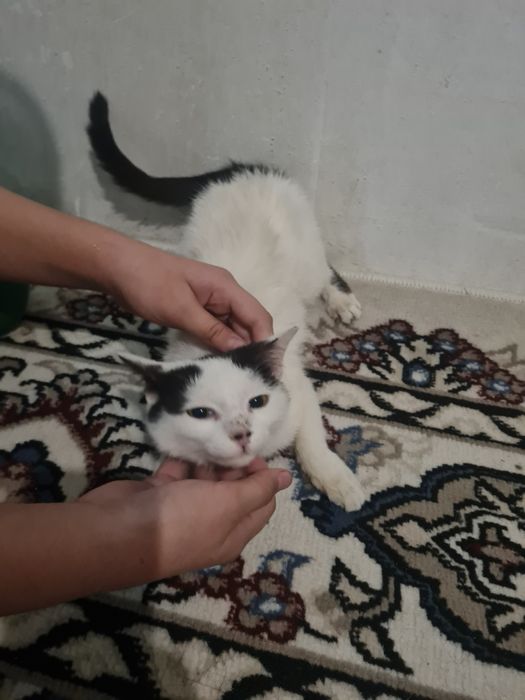 Mushuk o‘z egasini kutmoqda