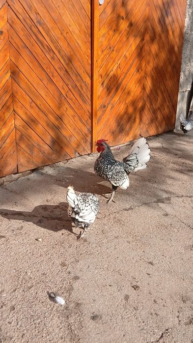 Сребърен зибрайт кокошки и петленца