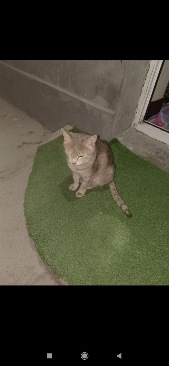 Отдам даром котят с кошкой