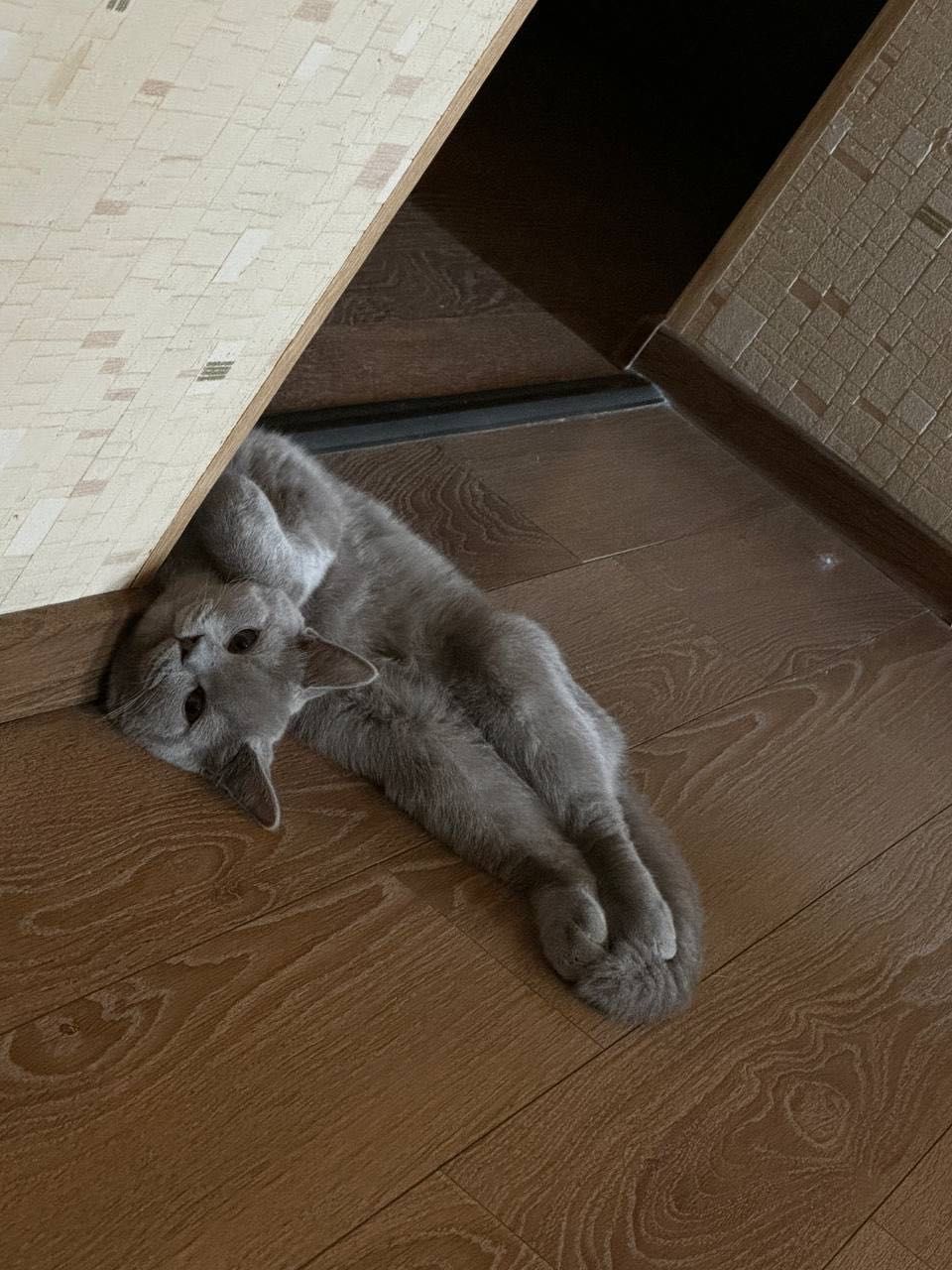 Скотиш Страйт кошка девочка 5 месяцев