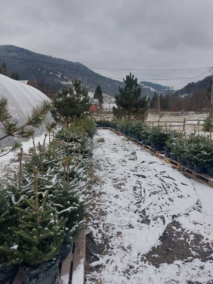 Brazi coreeni Premium- Abies koreana crescuti in ghiveci-70-90cm