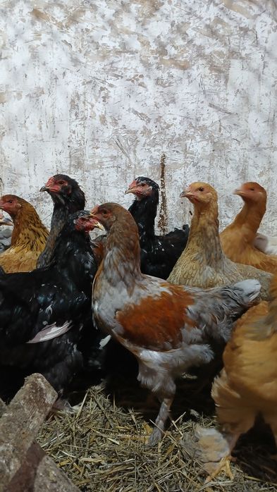 Cocoși italian ameraucana brahma tineret