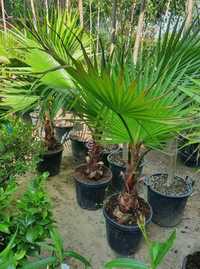 Tuia Smaragd Tuia Leilandy  Palmier trachycarpus fortunei