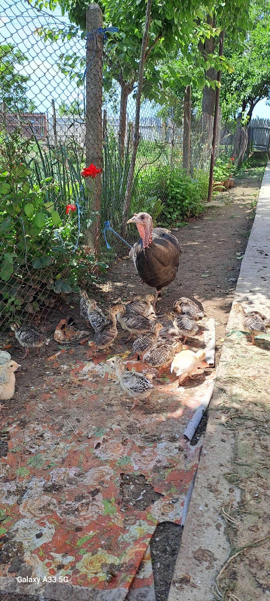 Pui curcă de vânzare