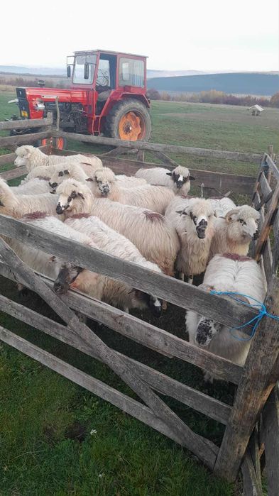 Oi tinere bune de ținut