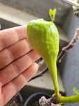 Smochin Verde de munte