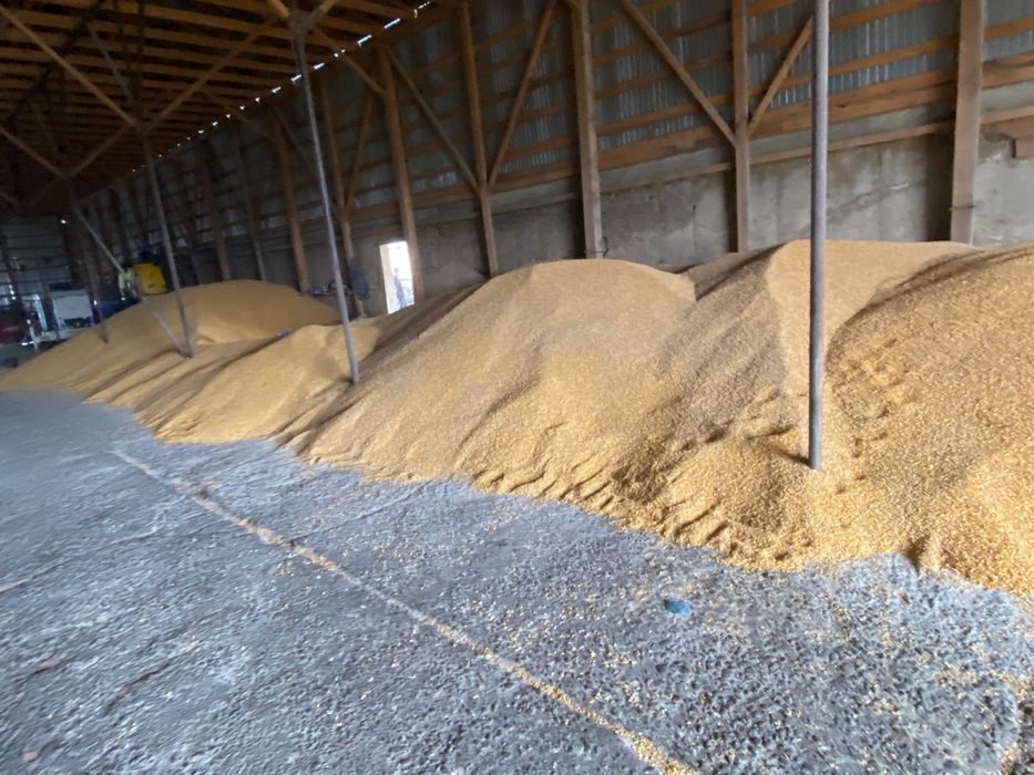 Porumb boabe recolata 2025, 70 de tone