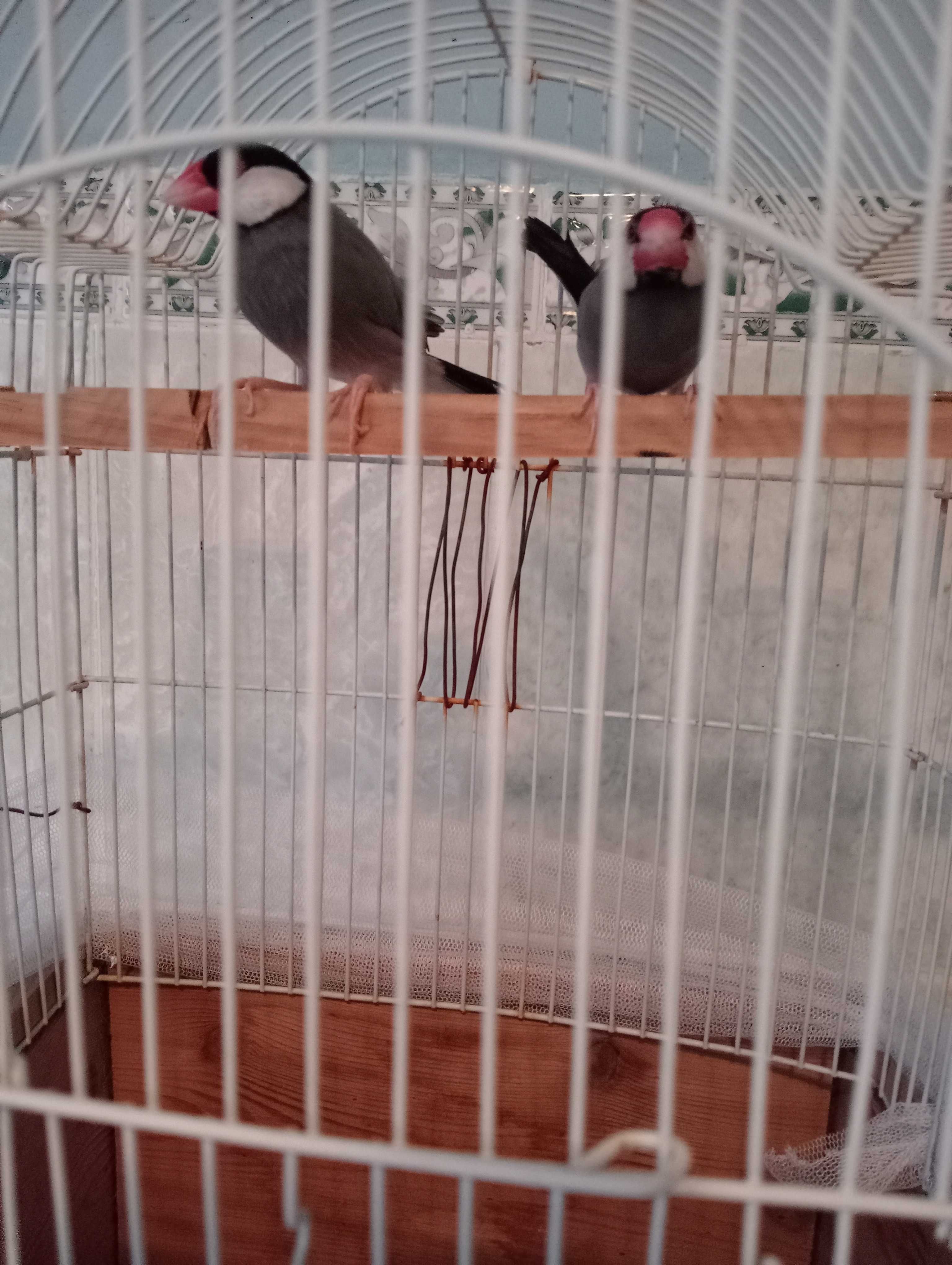 Птицы рисовые амадины