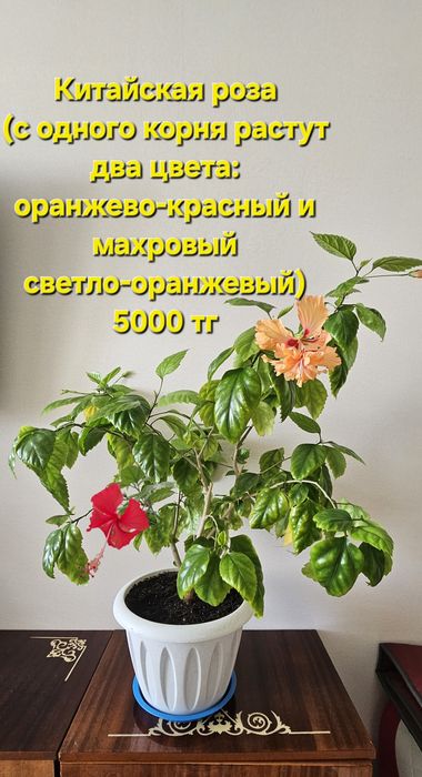 Продам комнатные растения