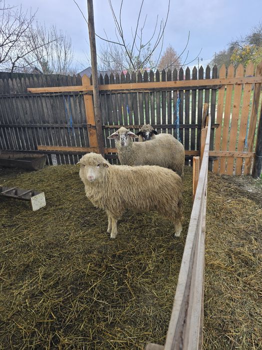 Mielute bune de prasila, tinere si cu potential.