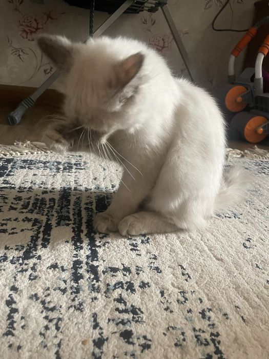 Mushuk 6oylik mushuklani ozini yoshida 3 yosh