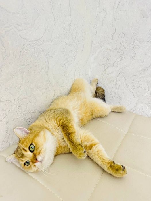 Золотая Шиншила