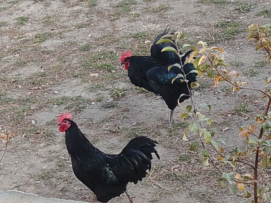 Zoti toza avstralop xo'rozlari sotiladi