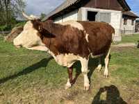 Vaca de vanzare (10 ani)