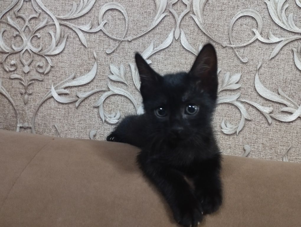 отдается кошечка