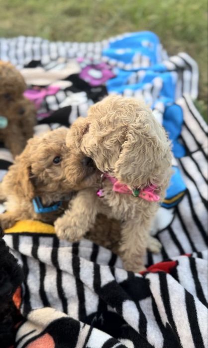 Пудел мини    Пудел мини