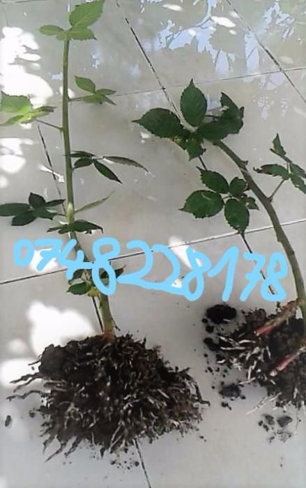 Oferta Butasi mur fara tepi Thornfree, Butasi zmeur fara tepi, capsuni