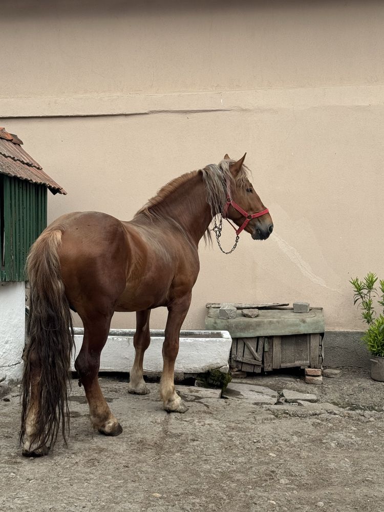 Armasar  3 ani jumate , cumite judetul Alba comuna Cenade