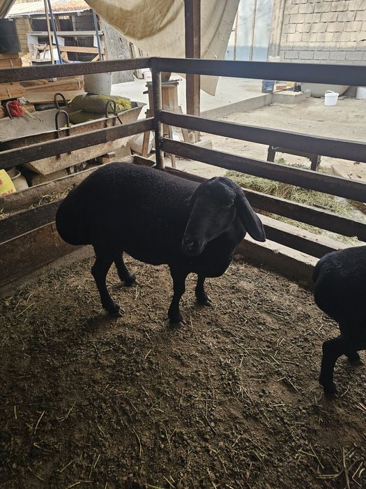 Yaxshi soliq qo'ylar sotiladi