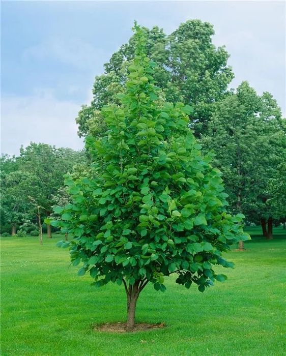 Transformă-ți Curtea cu Tei Decorativ – Rapid și Profesionist!