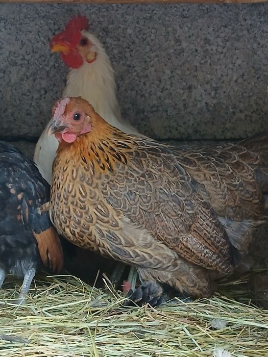 Disponibili 2 iepurași de 2 luni