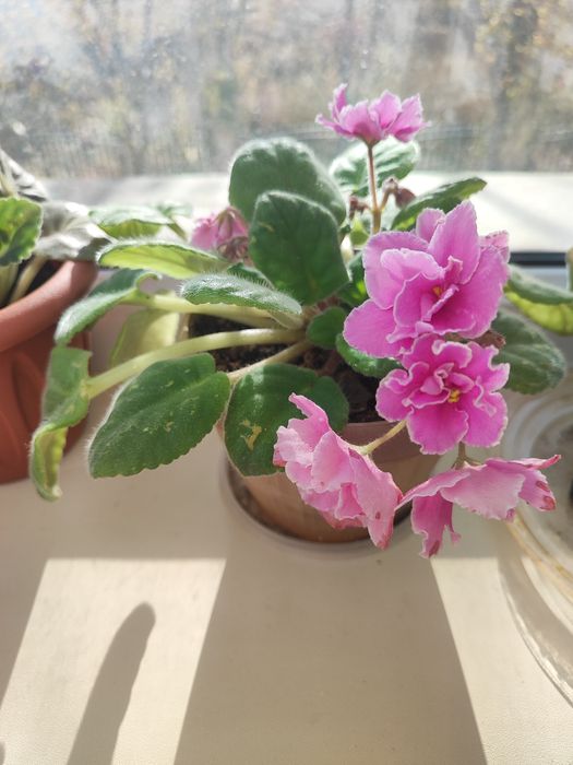 Фиалка розовая в горшке