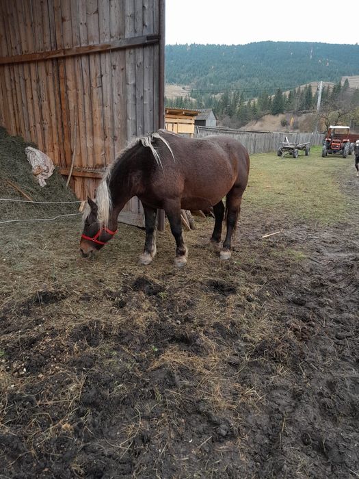 Vand iapa ciocolatie schimb cu vaci