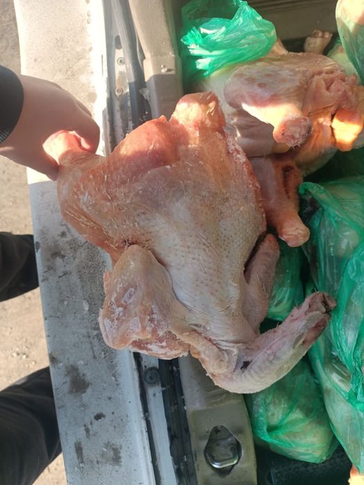 Продам туш курей