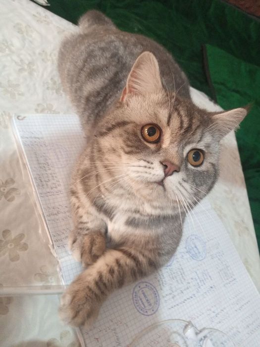 Вязкага. Насл олиш учун!!!