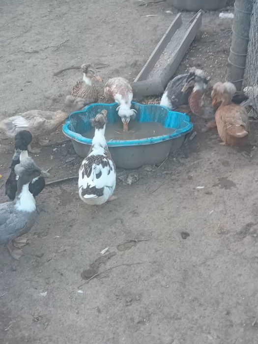 De vanzare rate cu mot si boboci de gasca metis de holmogor F3.