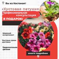 Петуния Цветы и Кустарники