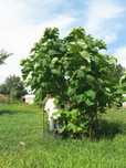 Paulownia tomentosa -Arborele printesei