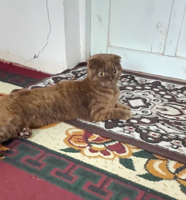 Zotdor mushuk juda aqilli
