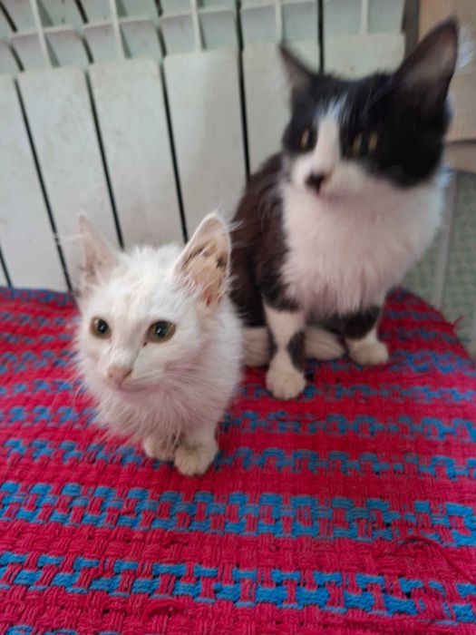 Отдам котят в добрые руки.