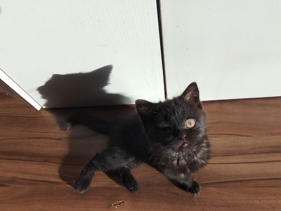 Отдам девочку британку чёрного окраса.