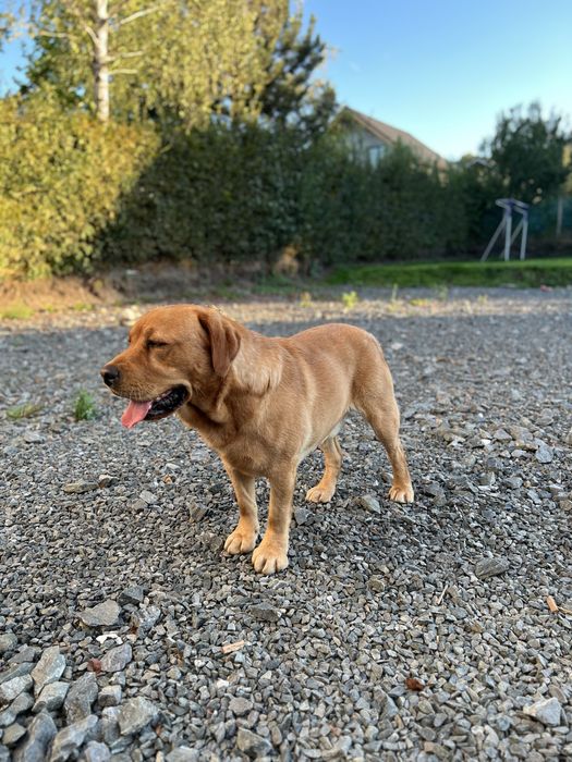 Labrador Retriever, Mascul, Pedigree tip COR