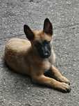 Ciobanesc Belgian Malinois de vanzare sau schimb