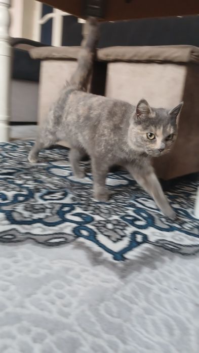 Skotish fold mushuk sotladi srochna