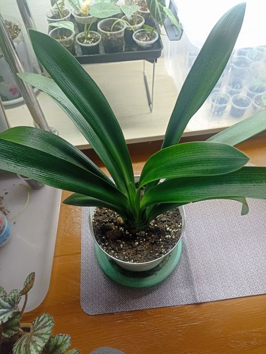 Продаются Кливии