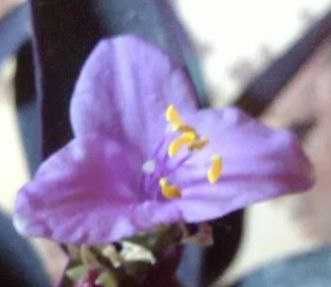 Продам. Сеткреазия пурпурная.