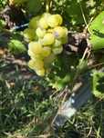 Vând struguri de vin productie 2025