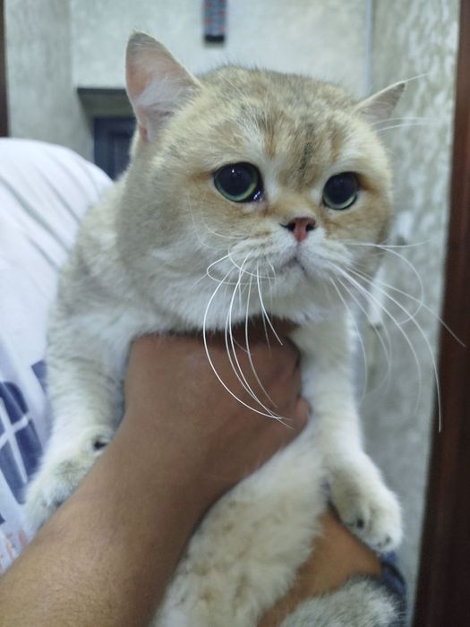 Продам чистокровных шиншилл