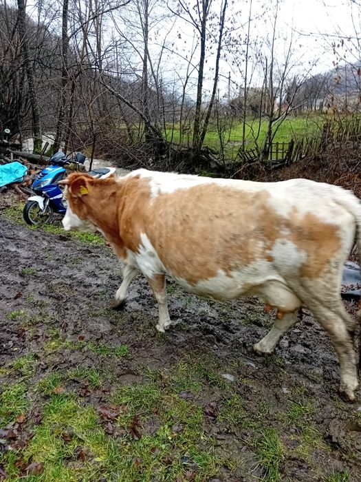 Vand vaca bună de lapte